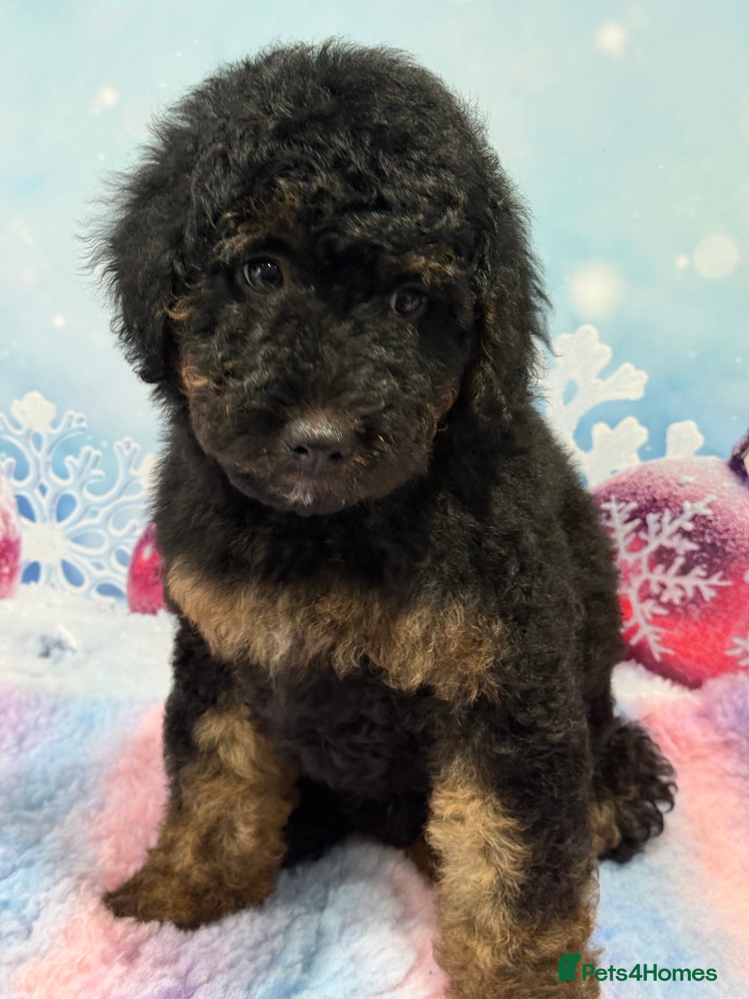 Bernedoodle dogs for sale: Ready to go Miniature Health Tested Bernedoodles  - Advert 11