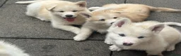 Alaskan Malamute dogs for sale: Rare big pure Alaskan Malamute pups in Wolverhampton - Advert 4