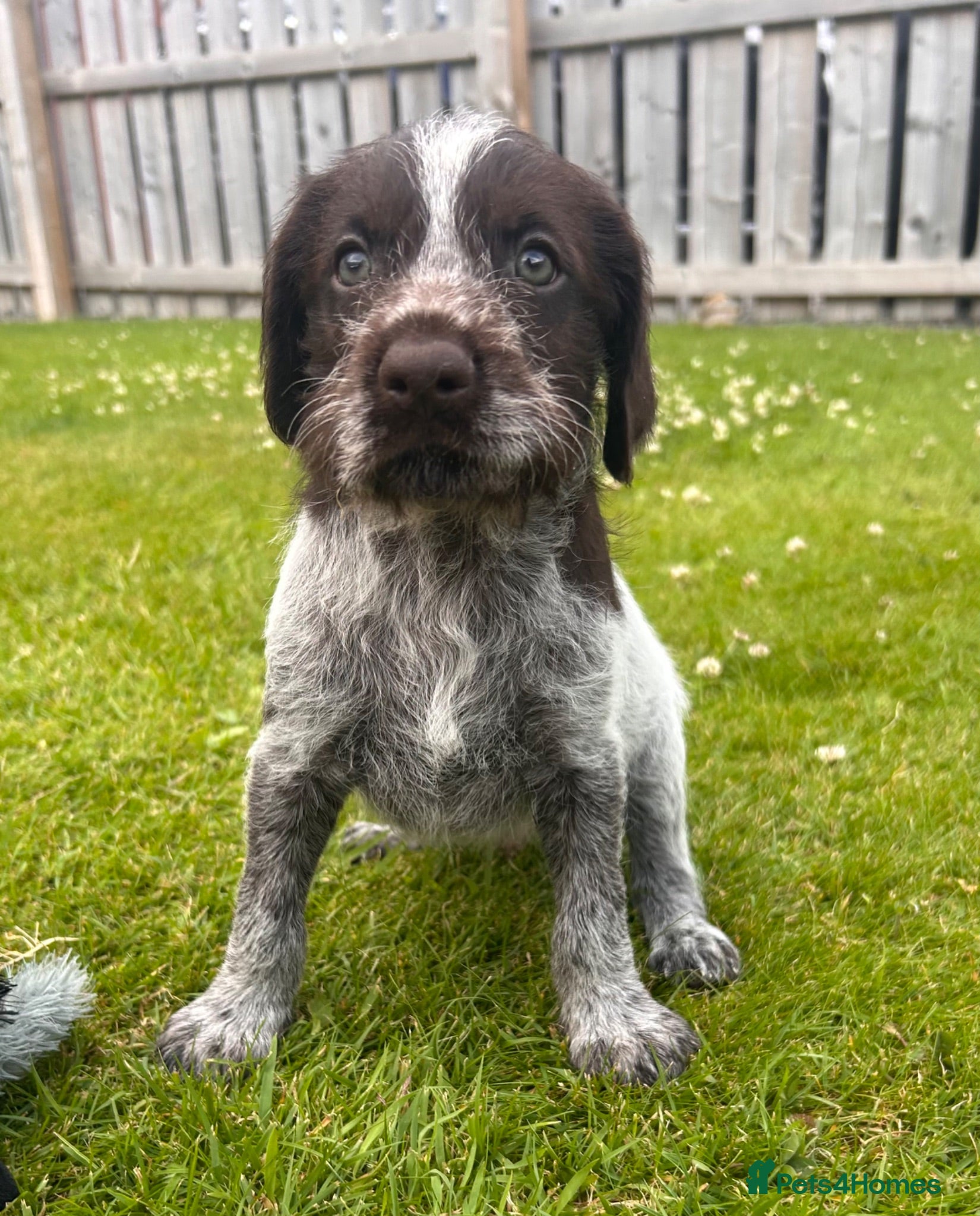 German Wirehaired Pointer dogs German Wirehaired Pointer Puppies - Advert 1