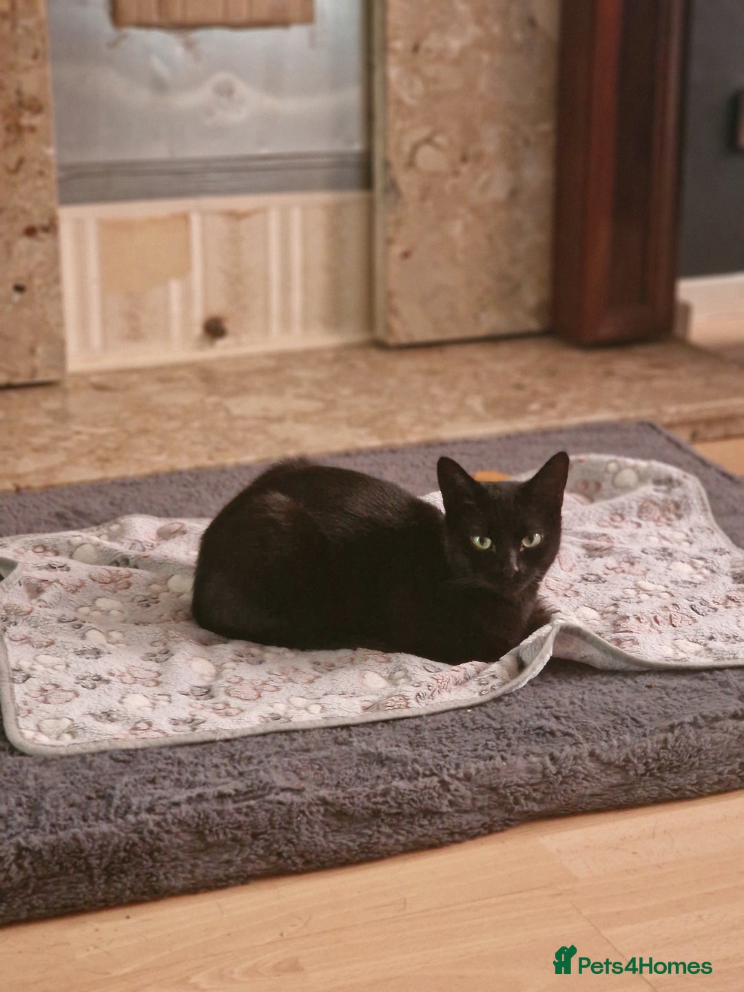 Mixed Breed cats for sale: 2 female adults for rehoming  - Image 4