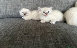 Ragdoll cats for sale: Amazing Ragdoll kittens 3 female 1 male - Image 10