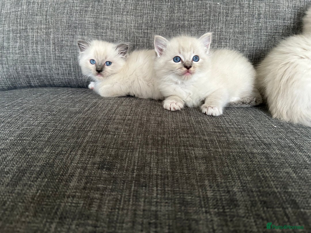 Ragdoll cats for sale: Amazing Ragdoll kittens 3 female 1 male - Image 10