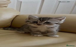 Persian cats for sale: Persian cross kittens - Image 2