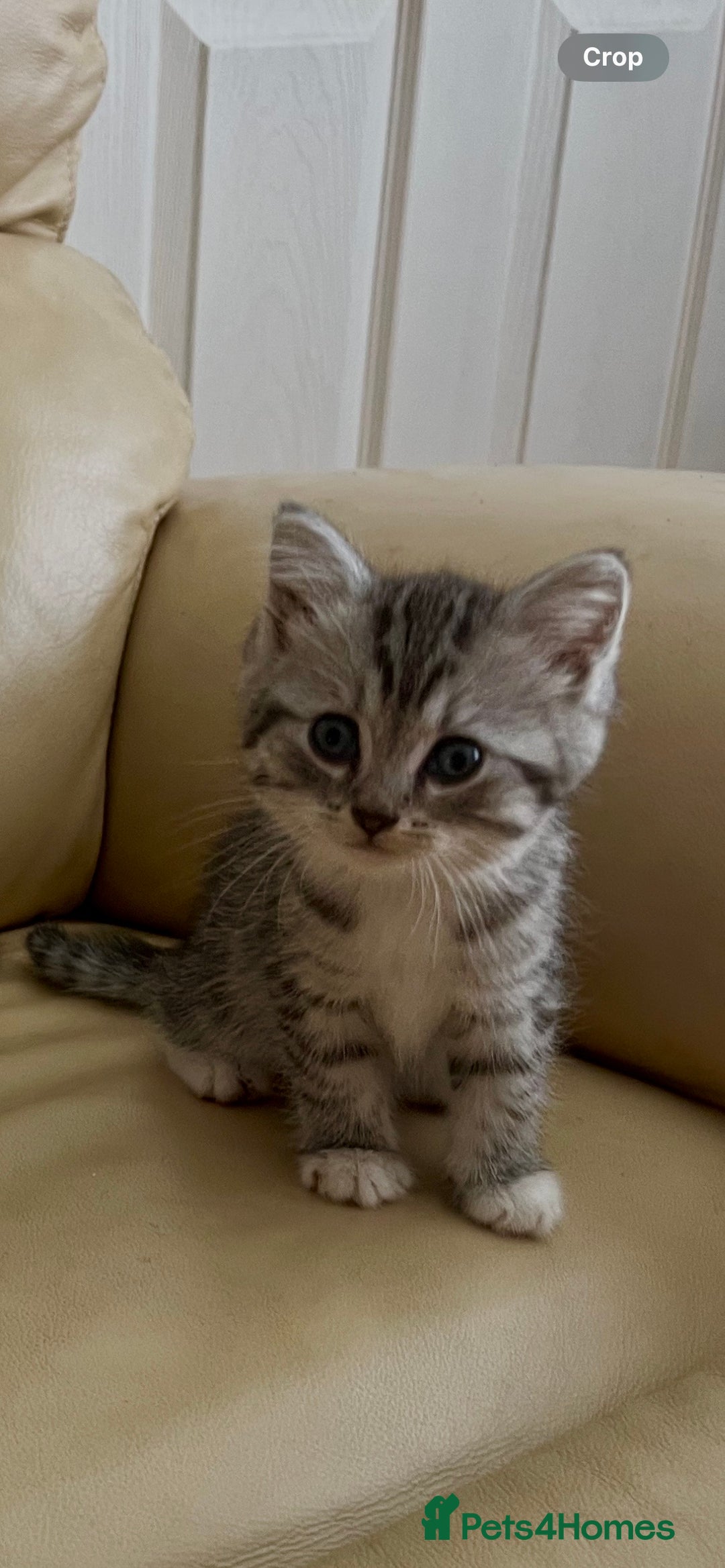 Persian cats for sale: Persian cross kittens - Image 2