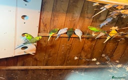 Budgerigars birds for sale: Budgies  - Image 4
