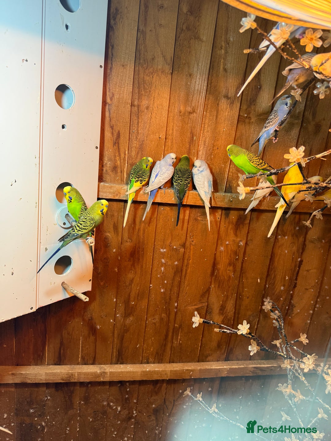 Budgerigars birds for sale: Budgies  - Image 4