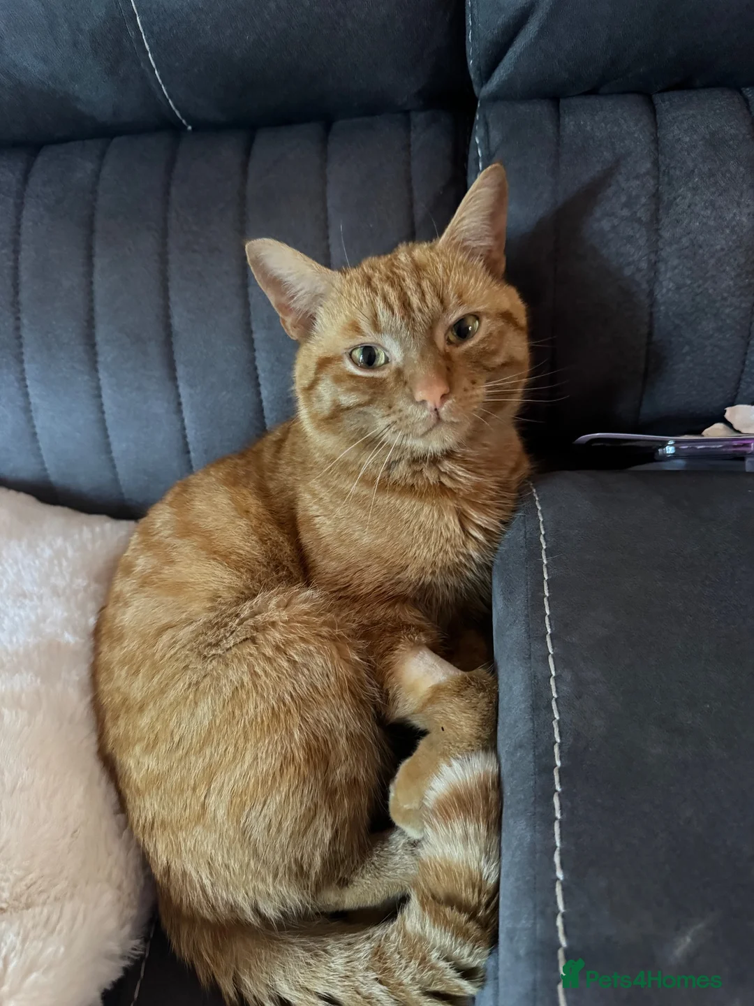 Domestic Shorthair cats for sale: Ginger male cat  in Choppington - Advert 1