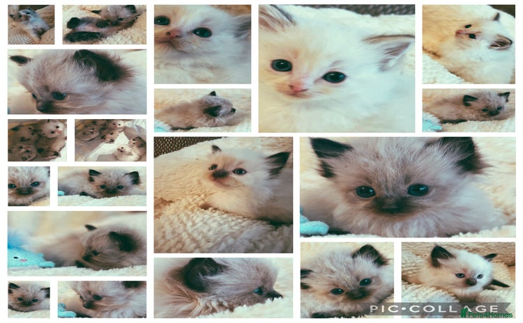Ragdoll cats - Advert 3