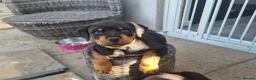 Rottweiler dogs for sale: Rottweiler girl looking for her sofa!!+  - Advert 16