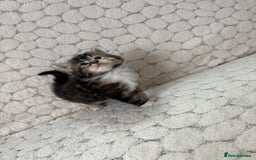 Mixed Breed cats for sale: 7 little kittens - Image 15