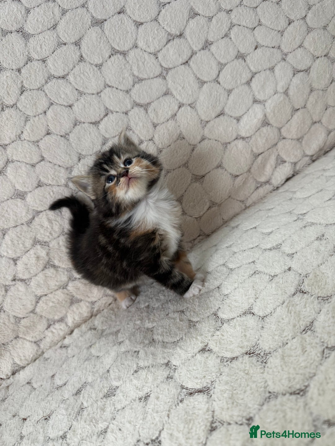 Mixed Breed cats for sale: 7 little kittens - Image 15