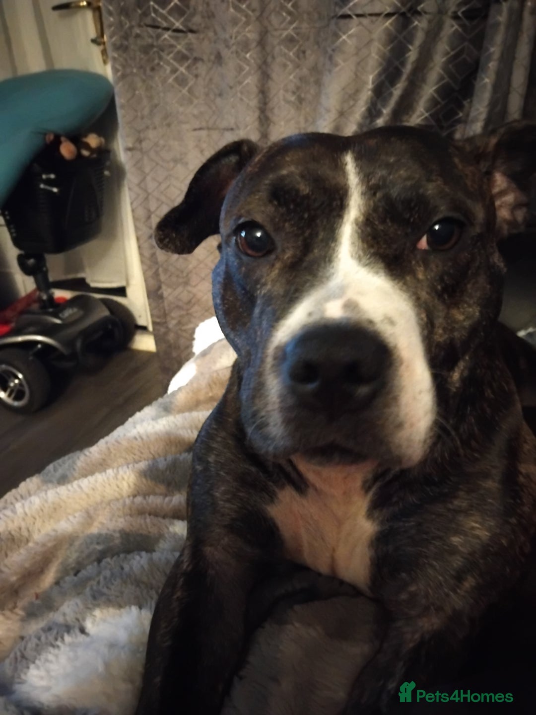 Staffordshire Bull Terrier dogs for sale: Staffy pocket bull - Advert 1