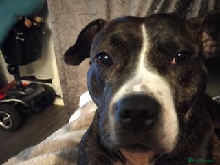 Staffordshire Bull Terrier dogs Staffy pocket bull - Advert 13