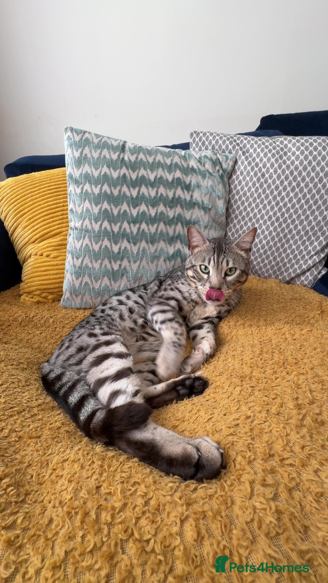 Bengal cats for sale: Neo the Bengal - Advert 2