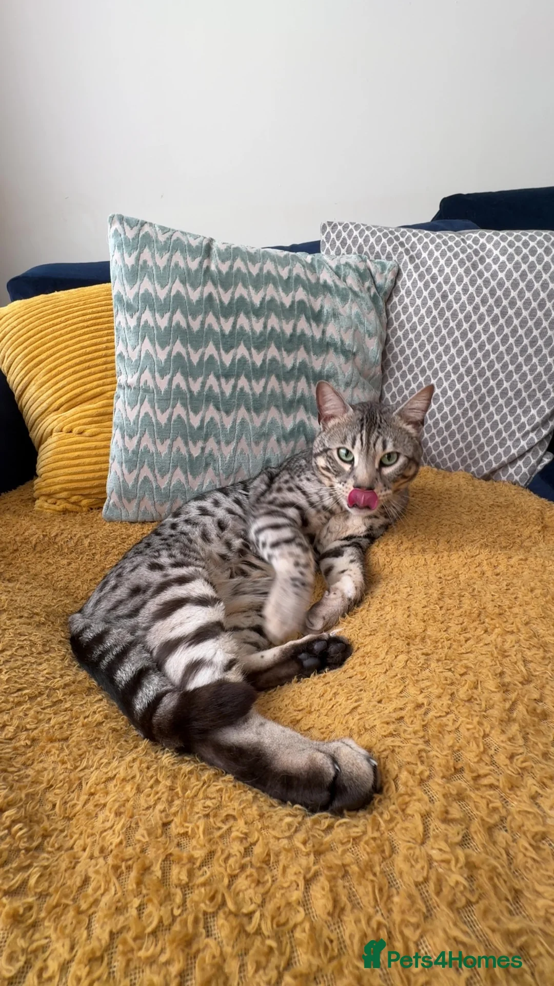 Bengal cats for sale: Neo the Bengal - Advert 2