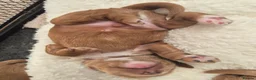 Cockapoo dogs for sale: Beautiful F1 cockapoos - 4 reserved! - Advert 25