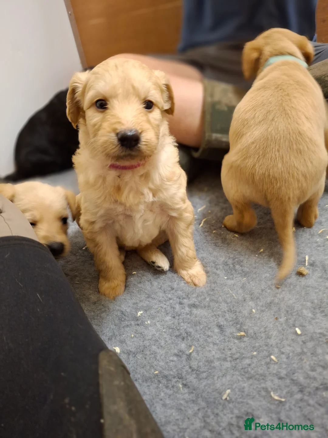 Mixed Breed dogs for sale: Miniature labradoodle X Whippet Puppies - Advert 1