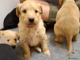 Mixed Breed dogs Miniature labradoodle X Whippet Puppies - Advert 2