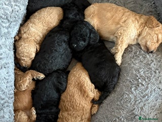 Cavapoo dogs Beautiful cavapoo puppies from a family home - Advert 6