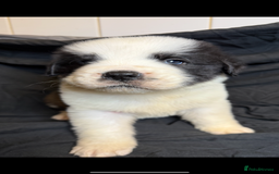 Saint Bernard dogs for sale: Saint Bernard puppies  - Image 10
