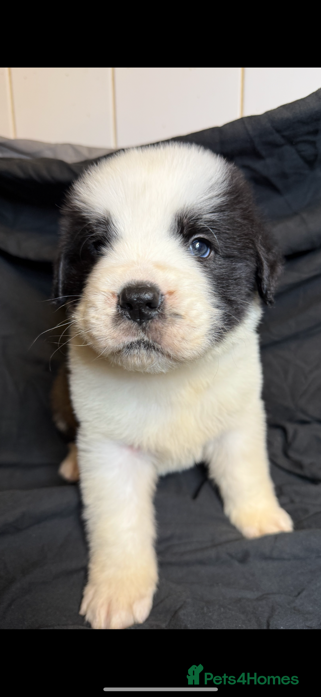 Saint Bernard dogs for sale: Saint Bernard puppies  - Image 10