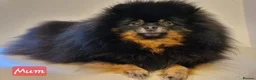 Pomeranian dogs for sale: Pomeranian puppies for sale!!! - Advert 11
