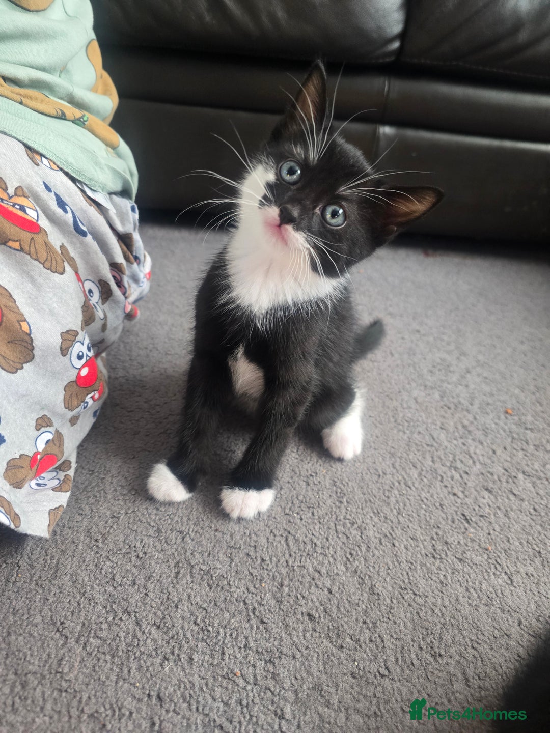 Domestic Shorthair cats for sale: Kittens  - Image 6