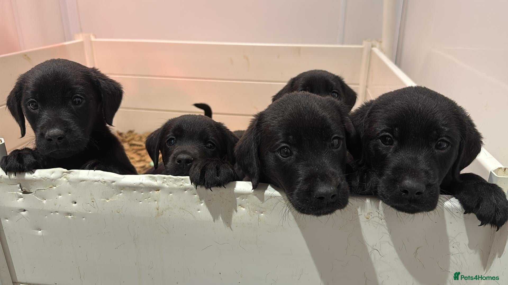Labrador Retriever dogs for sale: Black Labrador Puppies  Ready 3rd November 2026 🐾 - Advert 15