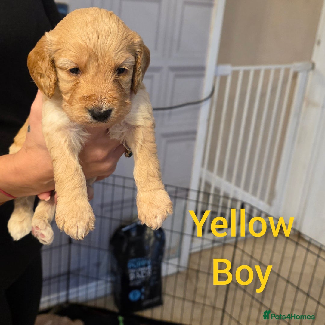 Cockapoo dogs for sale: Cockapoo Puppies - Advert 2