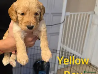 Cockapoo dogs Cockapoo Puppies - Advert 1