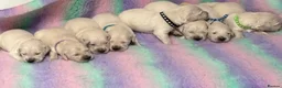 Golden Retriever dogs for sale: White show lines retriever puppies  - Advert 7