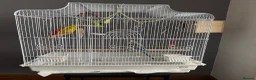 Budgerigars birds for sale: 2 paired budgies with cage.  - Advert 2