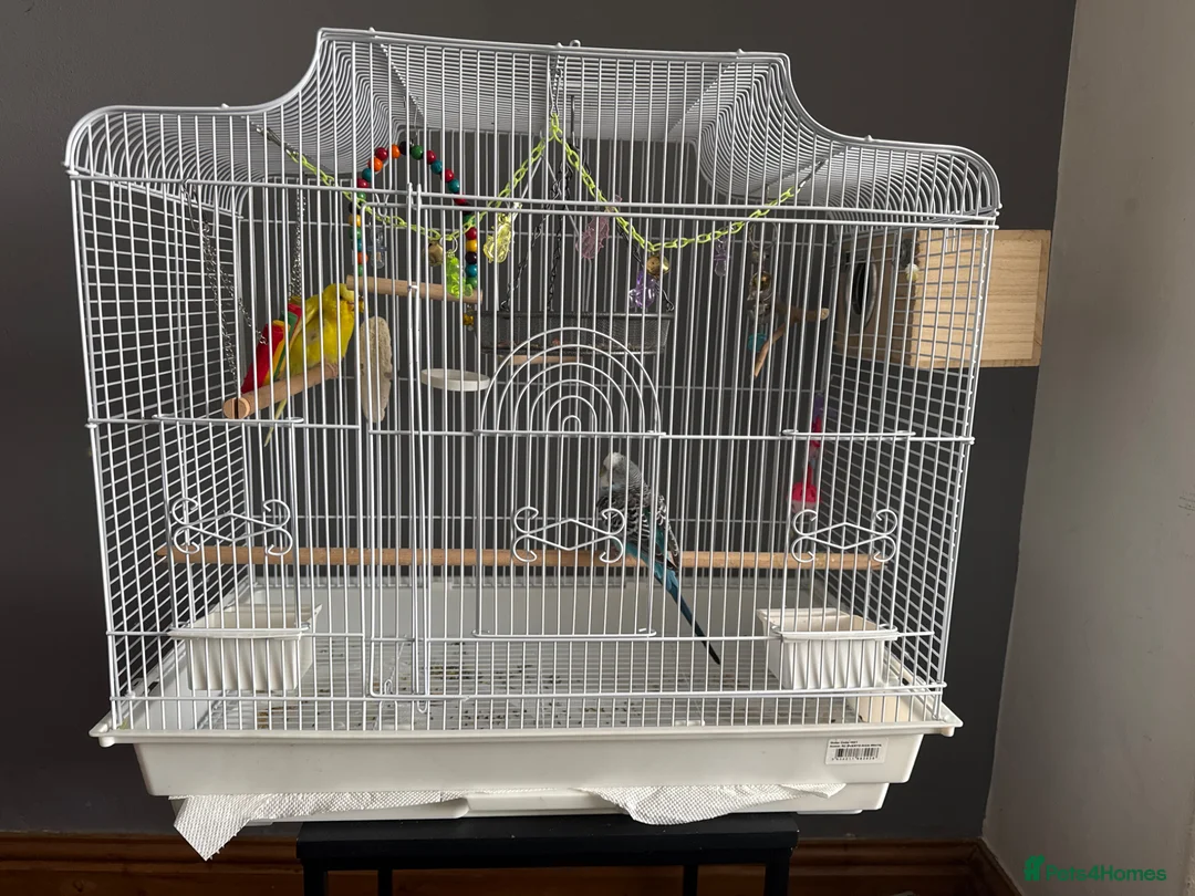 Budgerigars birds for sale: 2 paired budgies with cage.  - Advert 2
