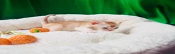 Abyssinian cats for sale: ✨ EXCEPTIONAL CHAMPION LINES – SILVER ABYSSINIAN ✨ - Advert 18