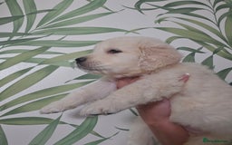 Golden Retriever dogs for sale: KC Reg Fully Health Tested Golden Retriever Pups - Image 7