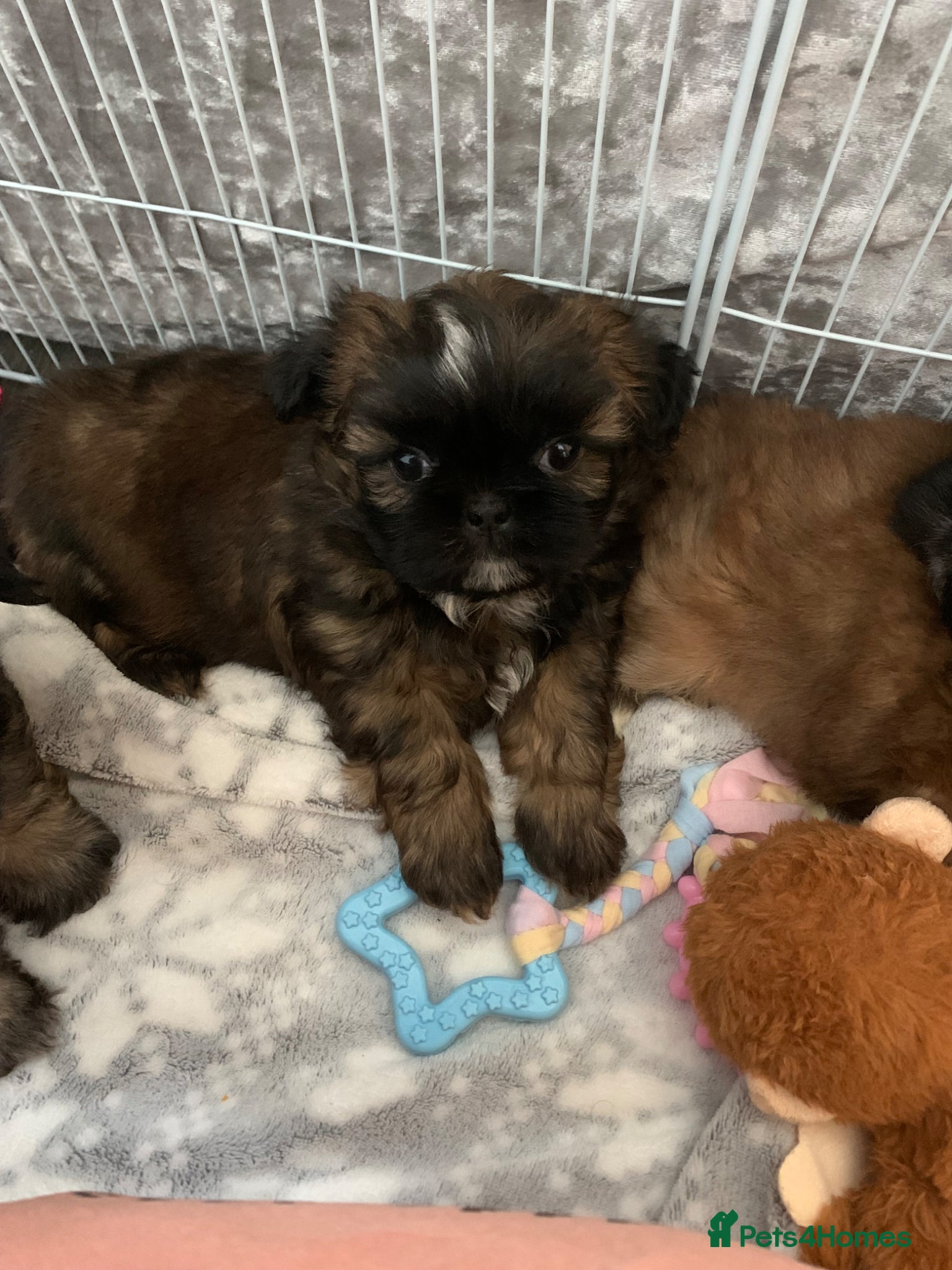 Shih Tzu dogs Imperial Shih tzu puppies  - Advert 3