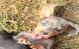 Miniature Dachshund dogs for sale: Beautiful Isabella dachshund puppies - Image 10