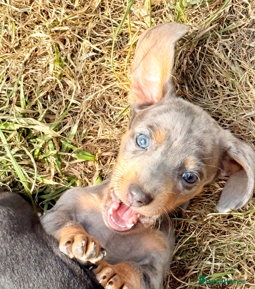 Miniature Dachshund dogs for sale: Beautiful Isabella dachshund puppies - Image 10
