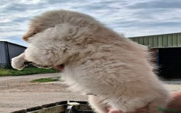Golden Retriever dogs for sale: Golden Retreiver Puppies  - Image 12