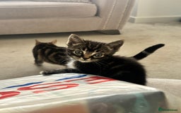 Mixed Breed cats for sale: 5 beautiful kittens - Image 3