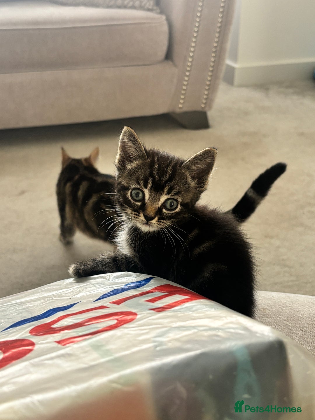 Mixed Breed cats for sale: 5 beautiful kittens - Image 3