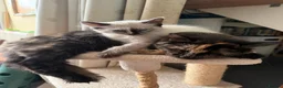 Munchkin cats for sale: 3 Gorgeous Munchkin Norwegian Forest X Kits - Advert 14