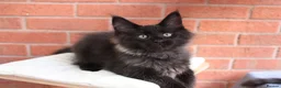 Maine Coon cats for sale: 🐾 WildPawzuk TICA Registered Maine Coon Kittens🐾 - Advert 25