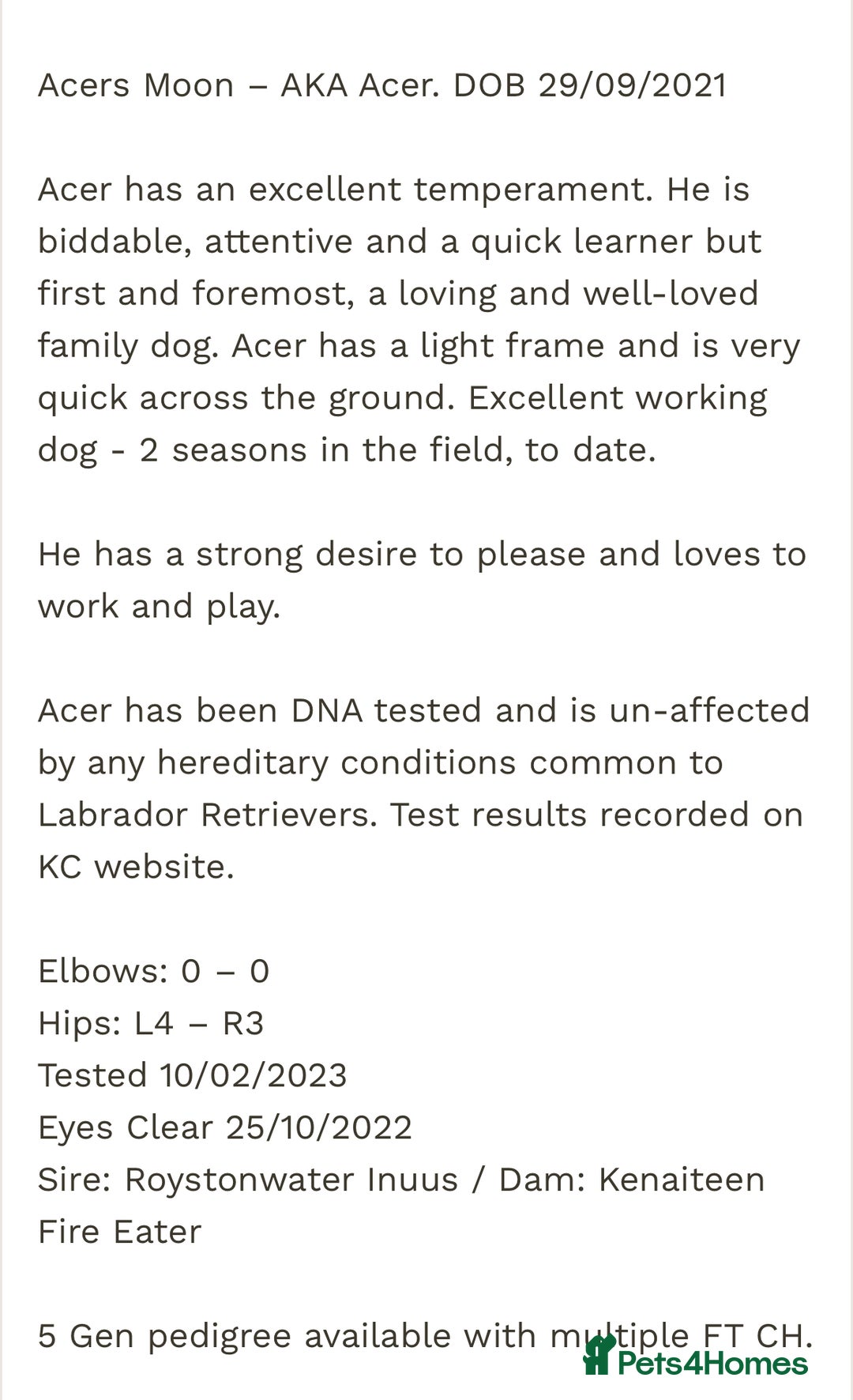 Mixed Breed dogs for sale: 1/4 Dalmatian x 3/4 Labrador  - Advert 7