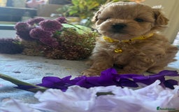 Maltipoo dogs for sale: Perfect small Maltipoo’s  puppy’s ❤️ - Image 9