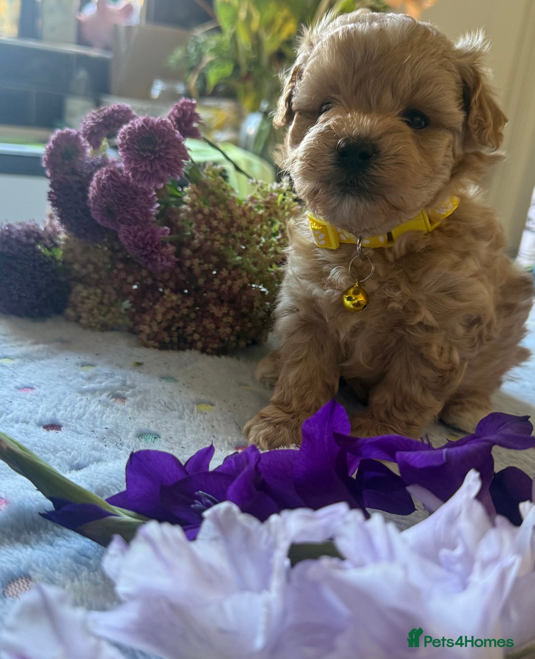 Maltipoo dogs for sale: Perfect small Maltipoo’s  puppy’s ❤️ - Image 9