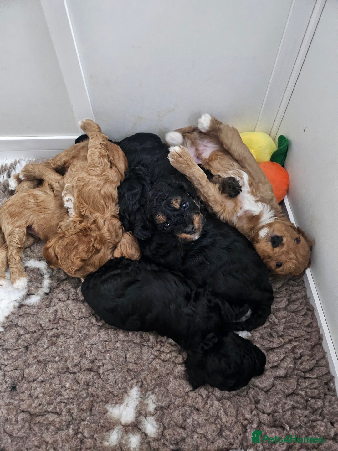 Cavapoo dogs for sale: Gorgeous F1b Toy Cavapoo Babies   - Advert 19