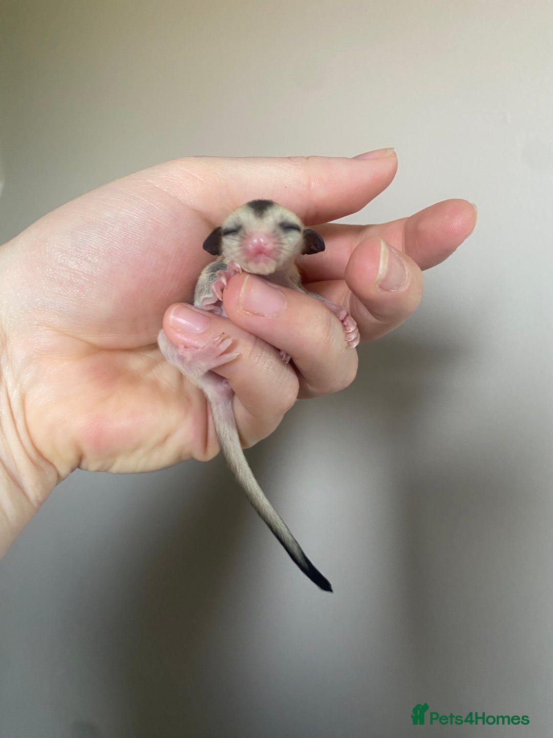 Sugar Glider rodents for sale: 2x male joeys BOTH RESERVED  - Image 2