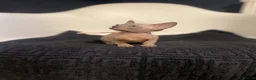 Sphynx cats for sale:     Exceptional TICA Sphynx Kittens  - Advert 5