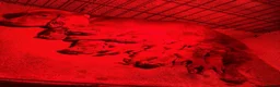 Cockapoo dogs for sale: Stunning fluffy deep red Cockapoos - Advert 25